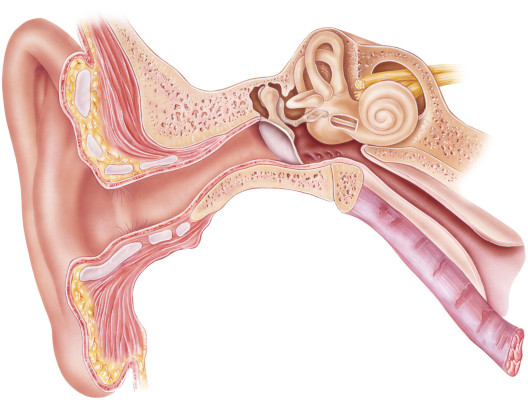 Ear anatomy